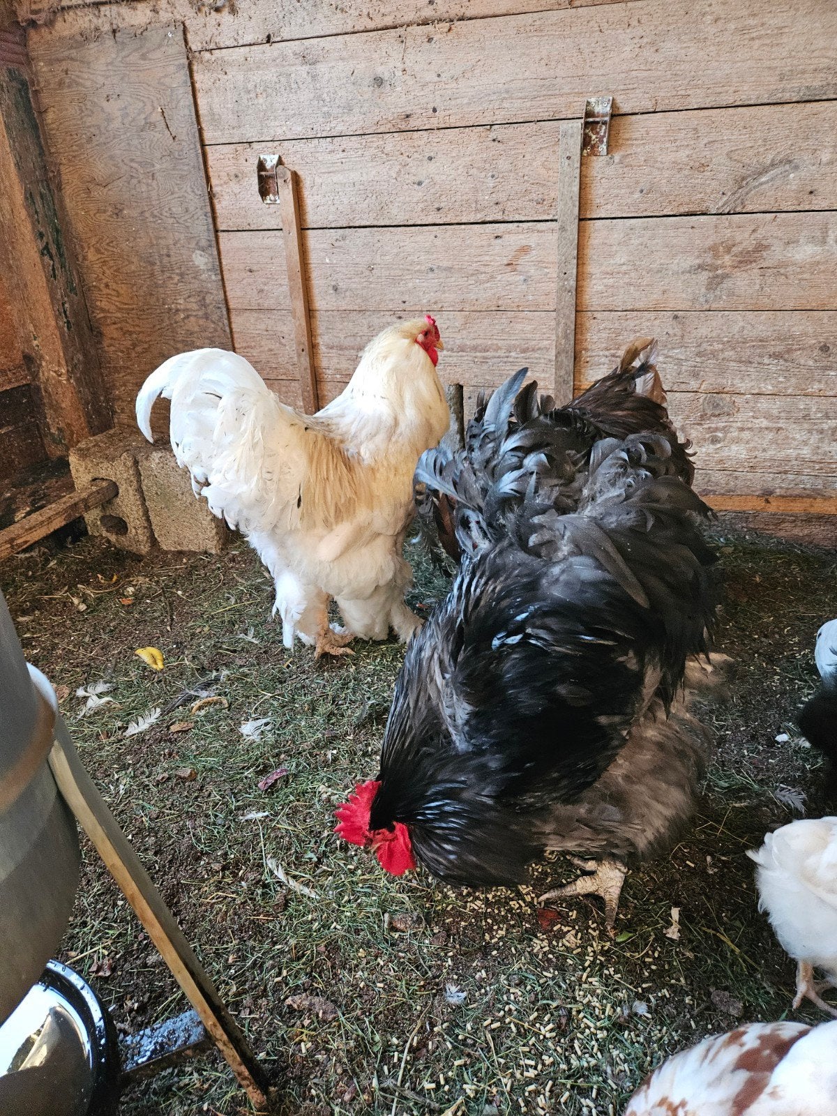 3 grote hanen Orpington Brahma, Dieren en Toebehoren, Pluimvee, Meerdere dieren, Kip