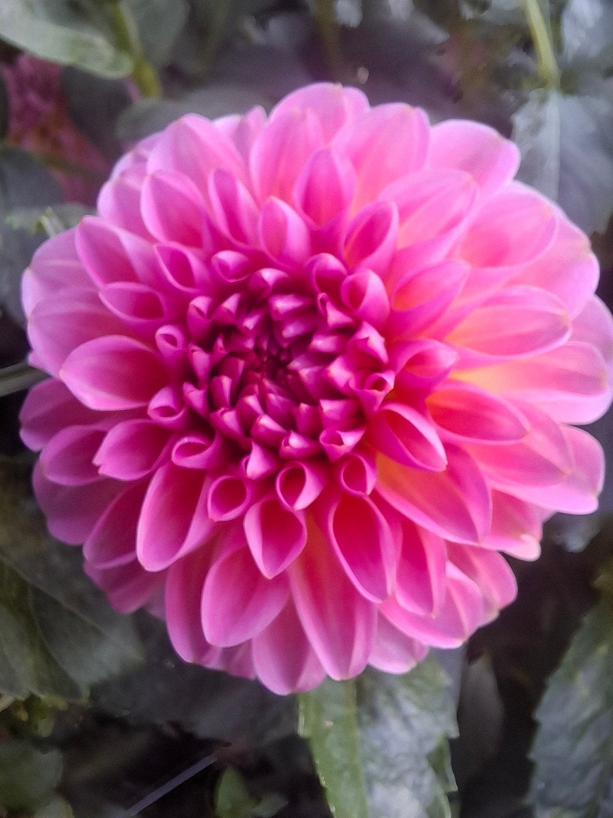 Dahlia knollen Sebastian, Tuin en Terras, Ophalen of Verzenden, Volle zon, Knol