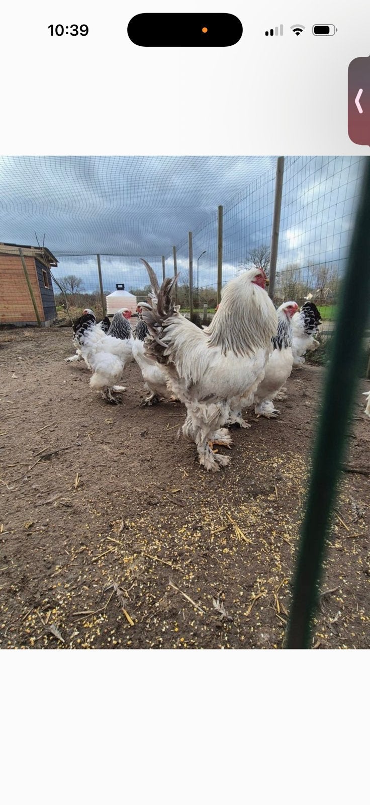 Brahma wit columbia haan, Dieren en Toebehoren, Pluimvee, Mannelijk, Kip
