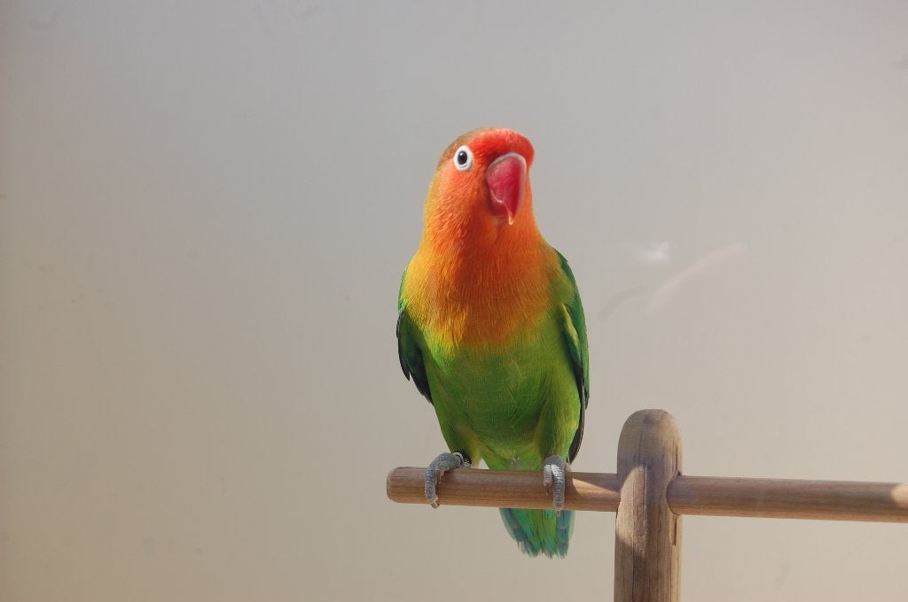ZUIVERE WILDKLEUR AGAPORNIS FISCHERIE DNA GESEKST!, Mannelijk, Dwergpapegaai of Agapornis, Geringd