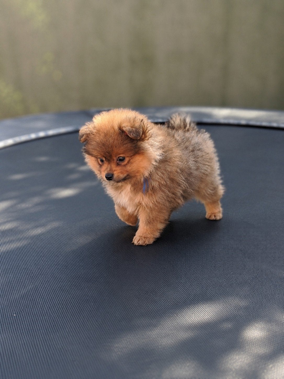 Prachtige  pomeriaan pups, Dieren en Toebehoren, Honden | Chihuahua's en Gezelschapshonden, Parvo, Overige rassen, 8 tot 15 weken