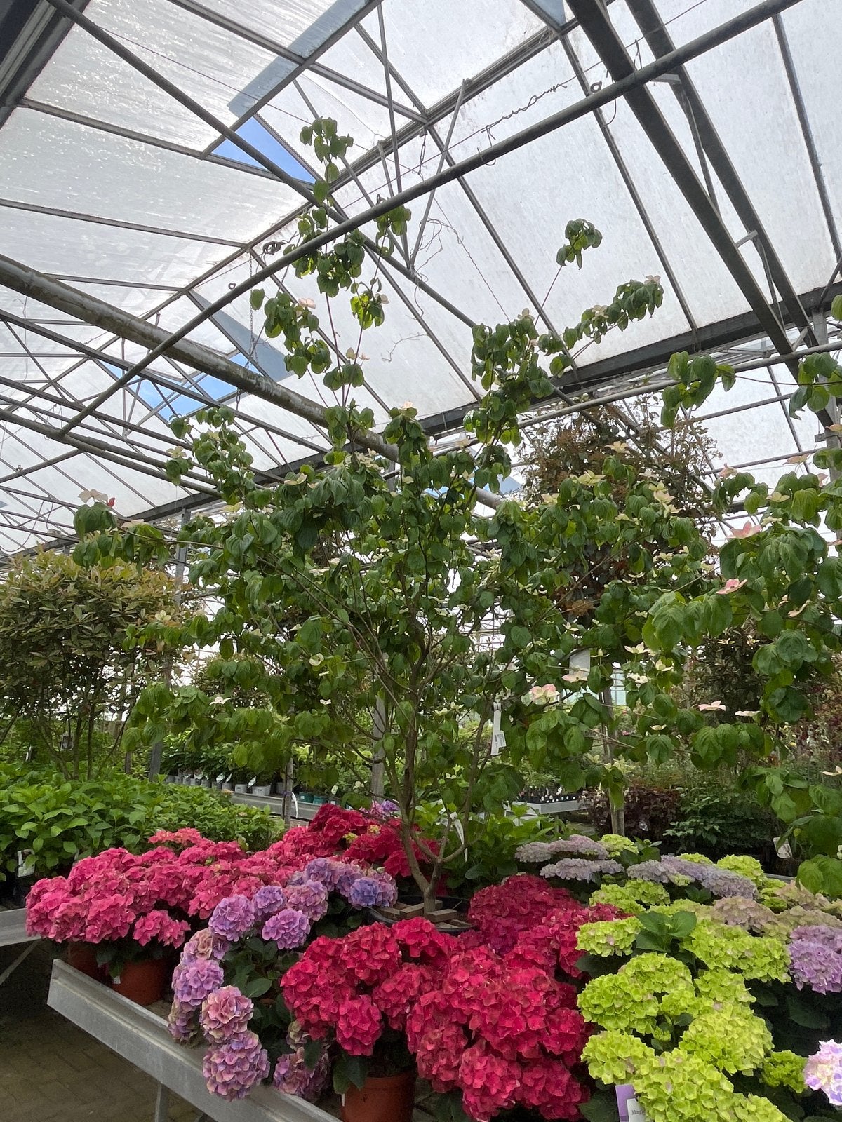 Cornus kousa var. chinensis - kornoelje €325, Overige soorten, Volle zon, Vaste plant, Ophalen of Verzenden