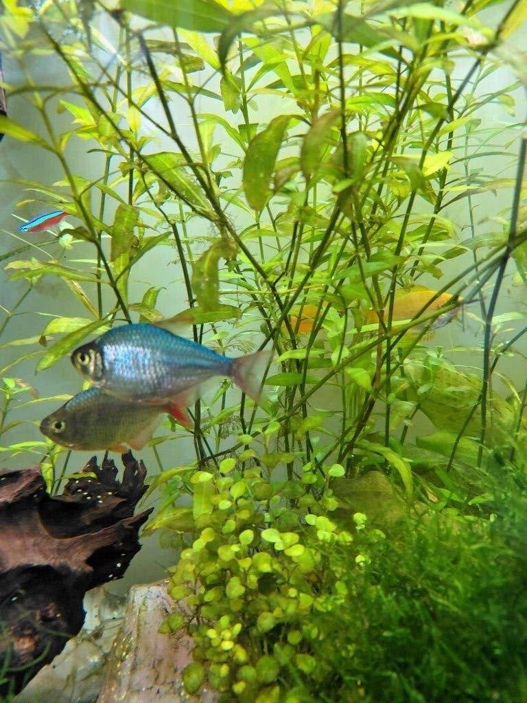 colombia tetra, Dieren en Toebehoren, Vis, Zoetwatervis, Schoolvis