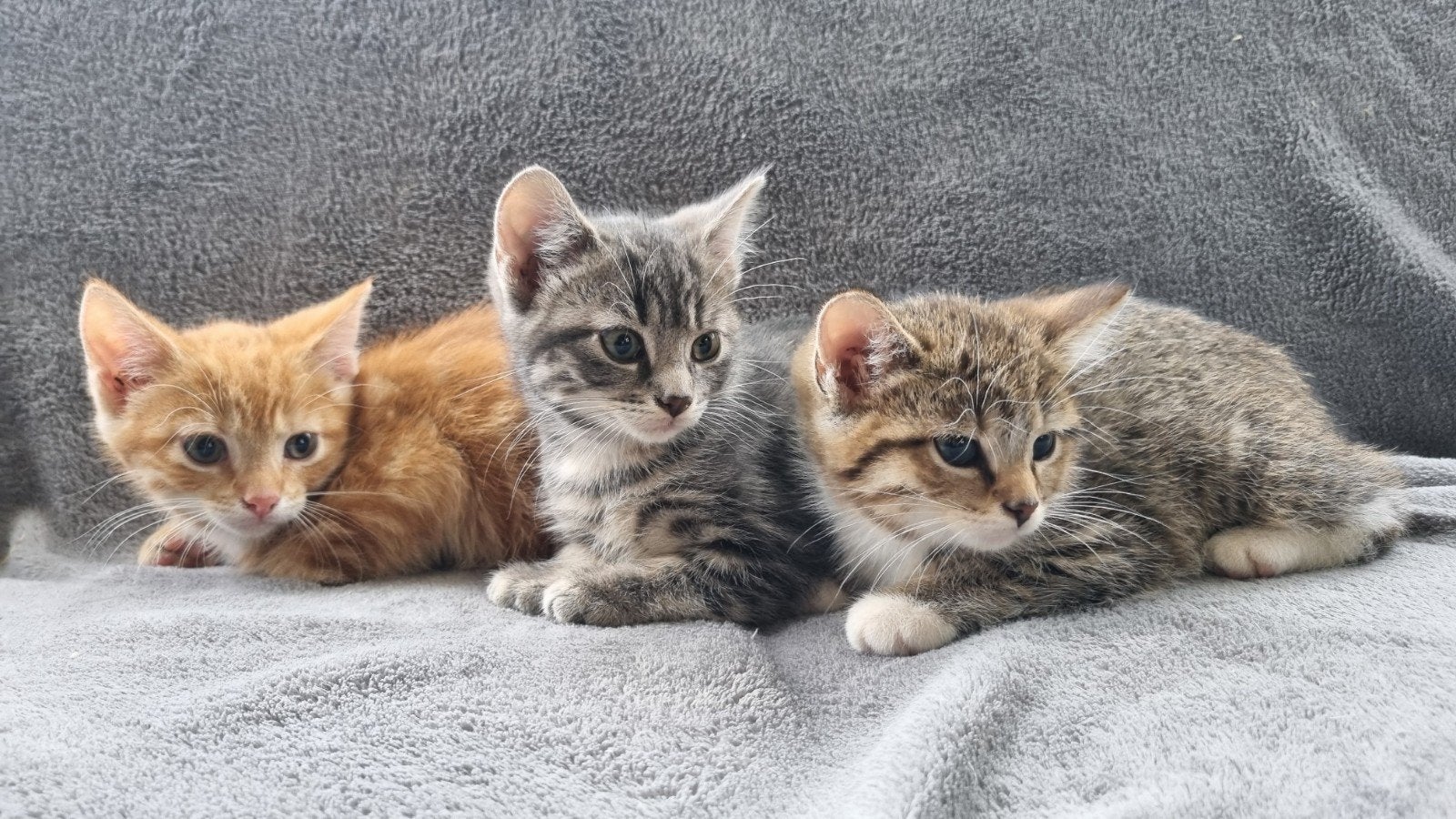 3 boerderij kittens, Meerdere dieren, Kortharig, 0 tot 2 jaar