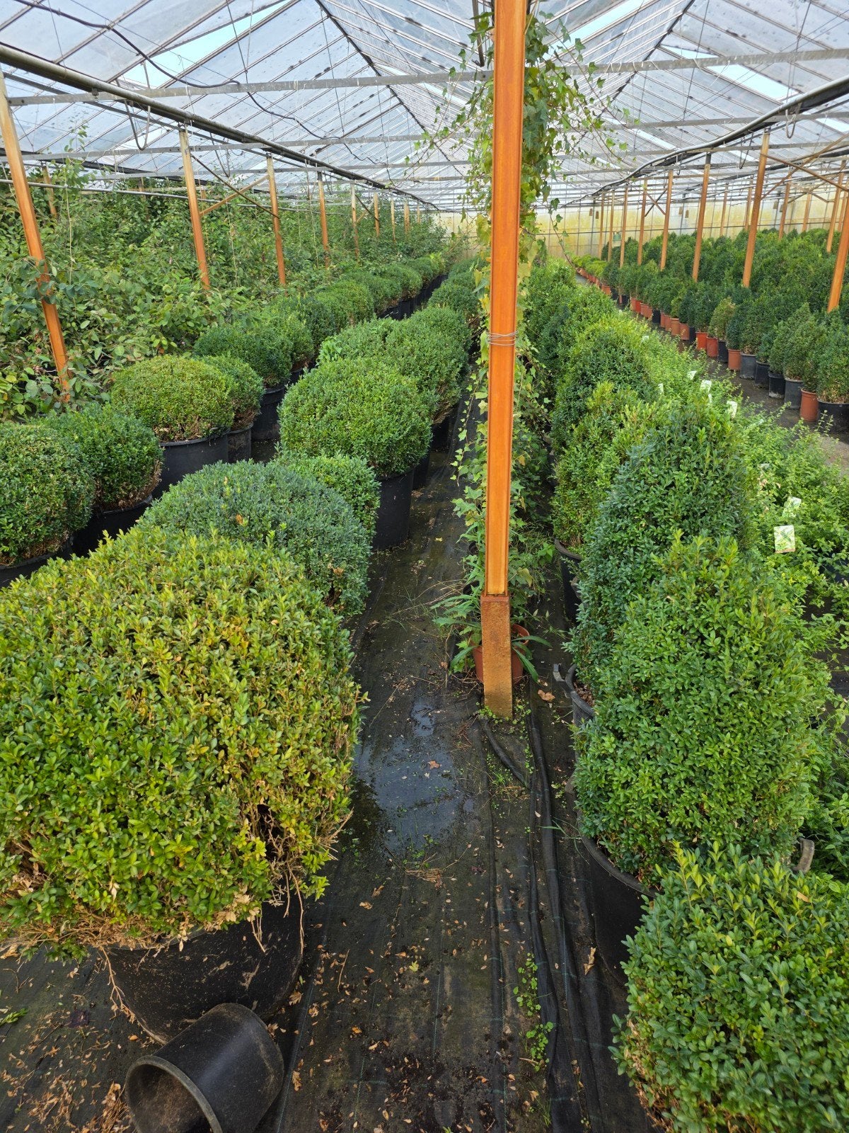 Buxus planten - Diverse maten en vormen, Vaste plant, Bloeit niet, Halfschaduw, Ophalen