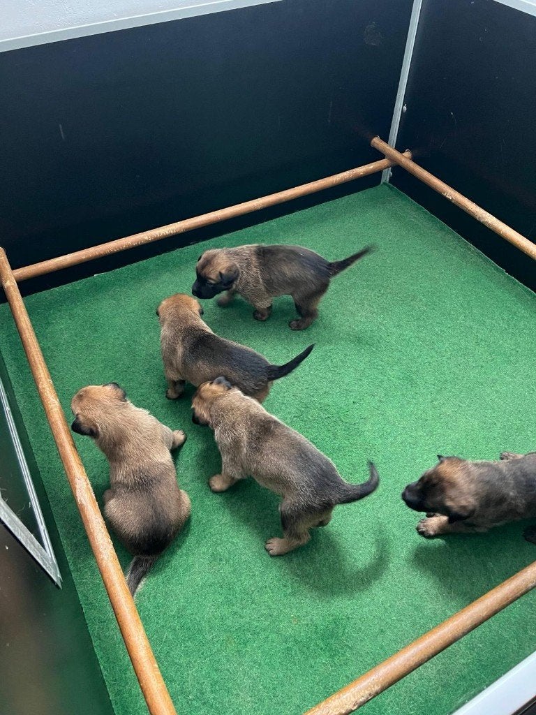 Te koop werpkist voor grote honden., 110 cm of meer, Minder dan 65 cm, Hondenhok, Ophalen of Verzenden