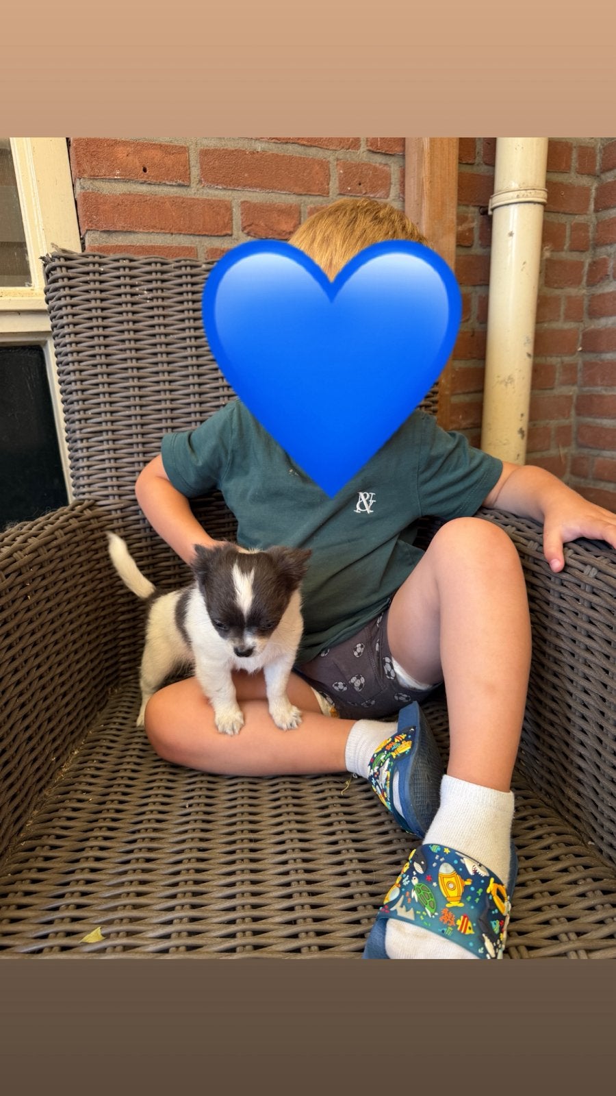 Laatste raszuivere chihuahu pup lees de adv goed aub, Parvo, 8 tot 15 weken, Meerdere, Meerdere dieren