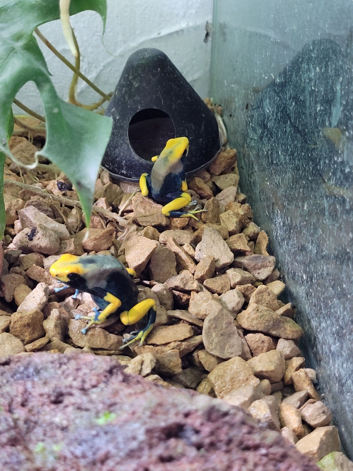 Koppel dendrobates tinctorius Tumucumaque Frog - unknown for sale from ron