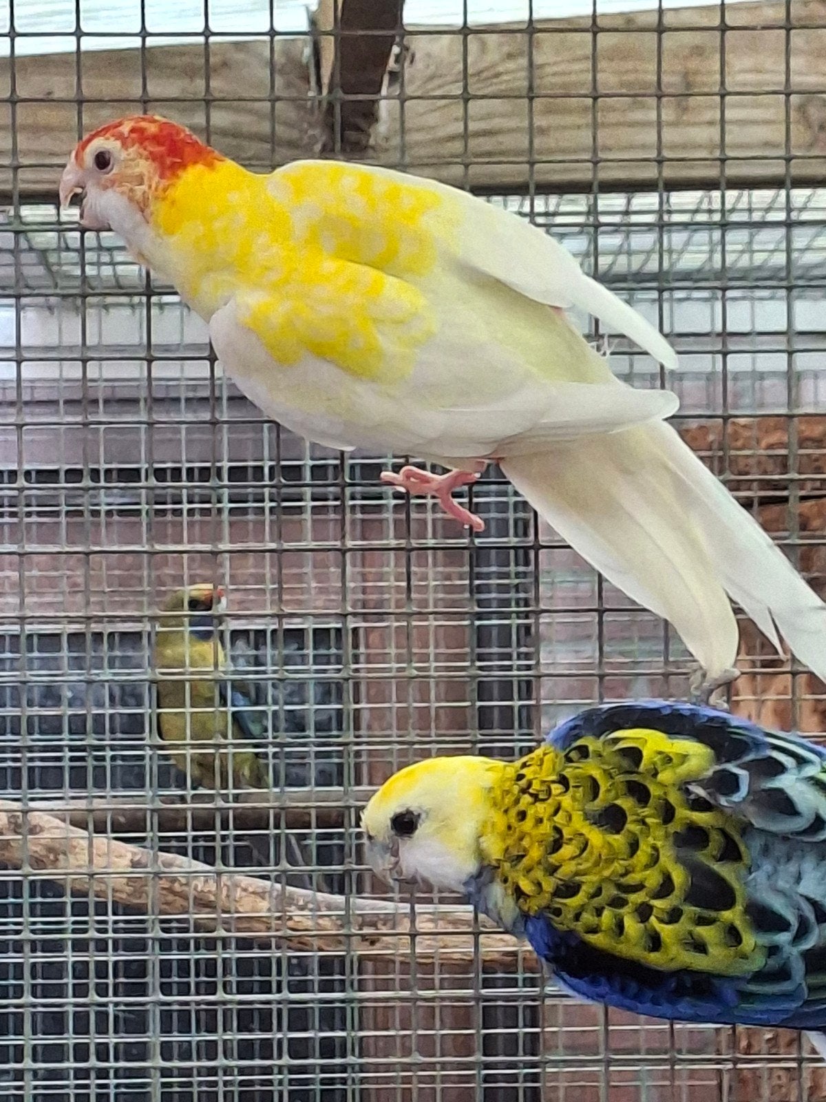 mutatie bleekkop rosella's 2024, Dieren en Toebehoren, Vogels | Parkieten en Papegaaien, Meerdere dieren, Parkiet, Geringd