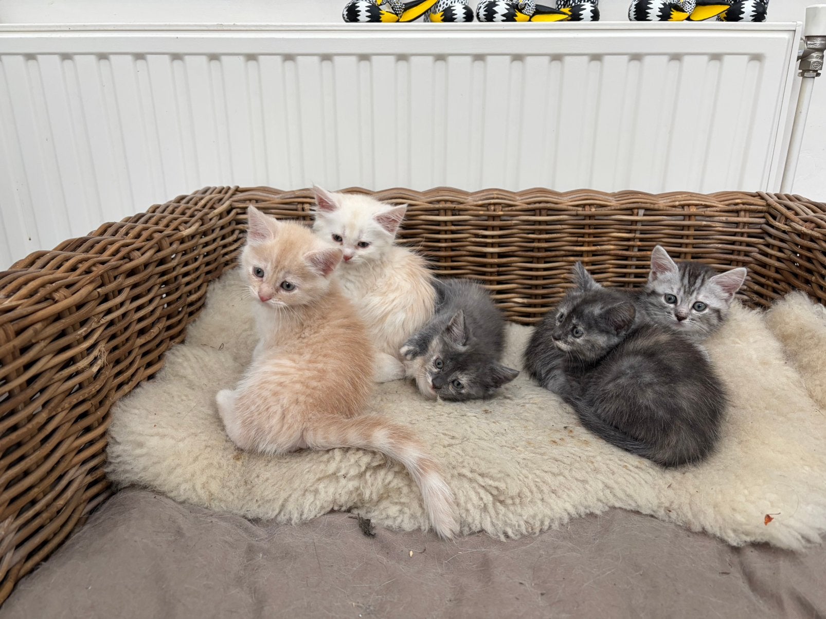 Kittens maine coon x rood grijs creme kater poes, Meerdere dieren, Kortharig, 0 tot 2 jaar