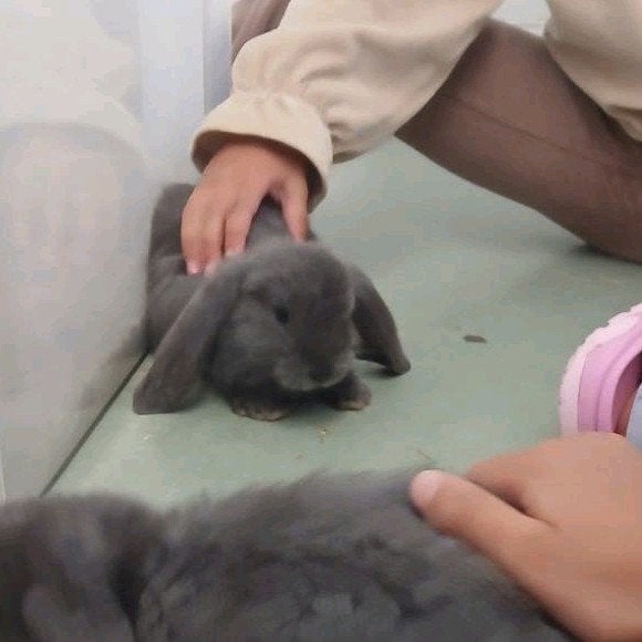 Franse hangoren, Dieren en Toebehoren, Meerdere dieren, Groot, Hangoor, 0 tot 2 jaar