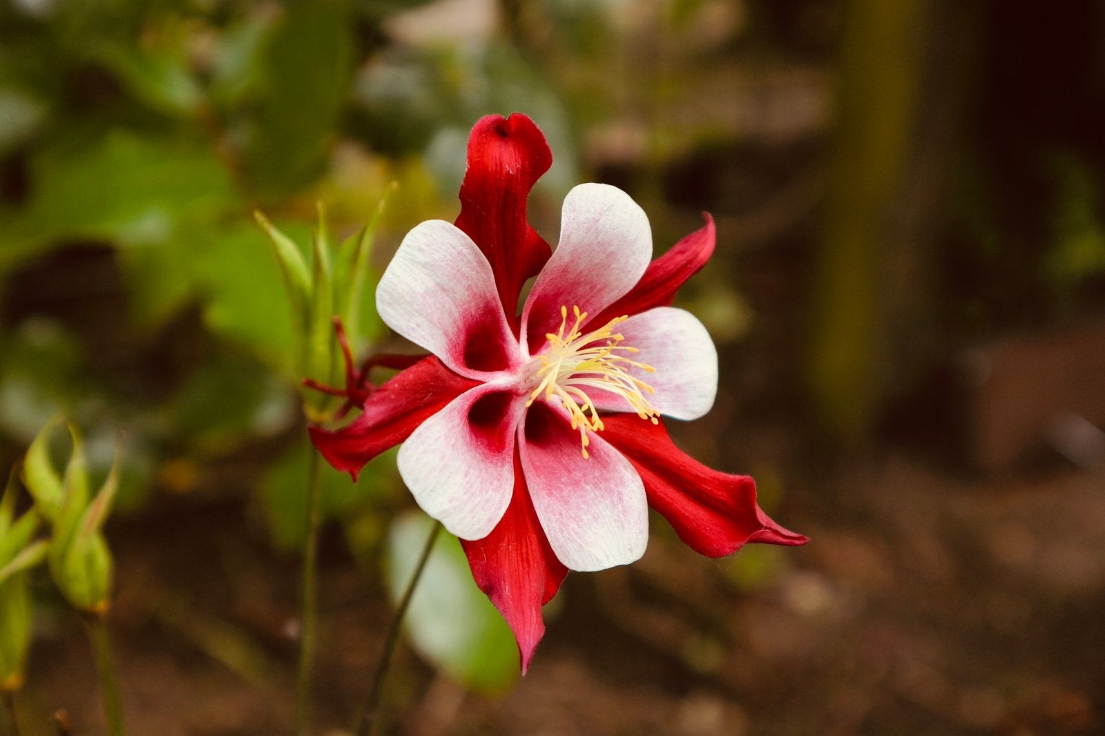 Akelei ‘Crimson Star’ - Zaden uit eigen gifvrije tuin, Ophalen of Verzenden, Najaar, Halfschaduw, Zaad