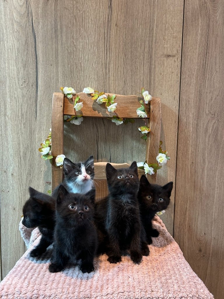 Schattige kittens! (nog 1 lief zwart katertje), Meerdere dieren, Kortharig, 0 tot 2 jaar