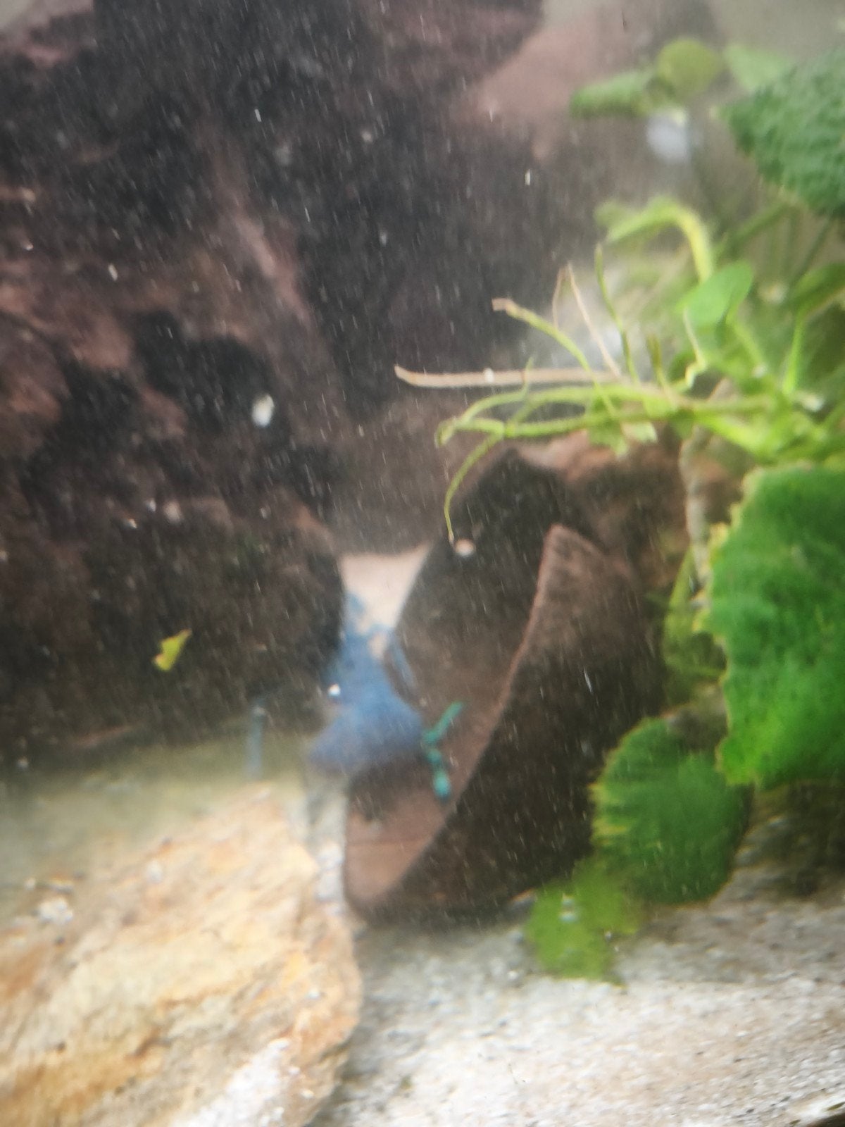 Florida kreeft