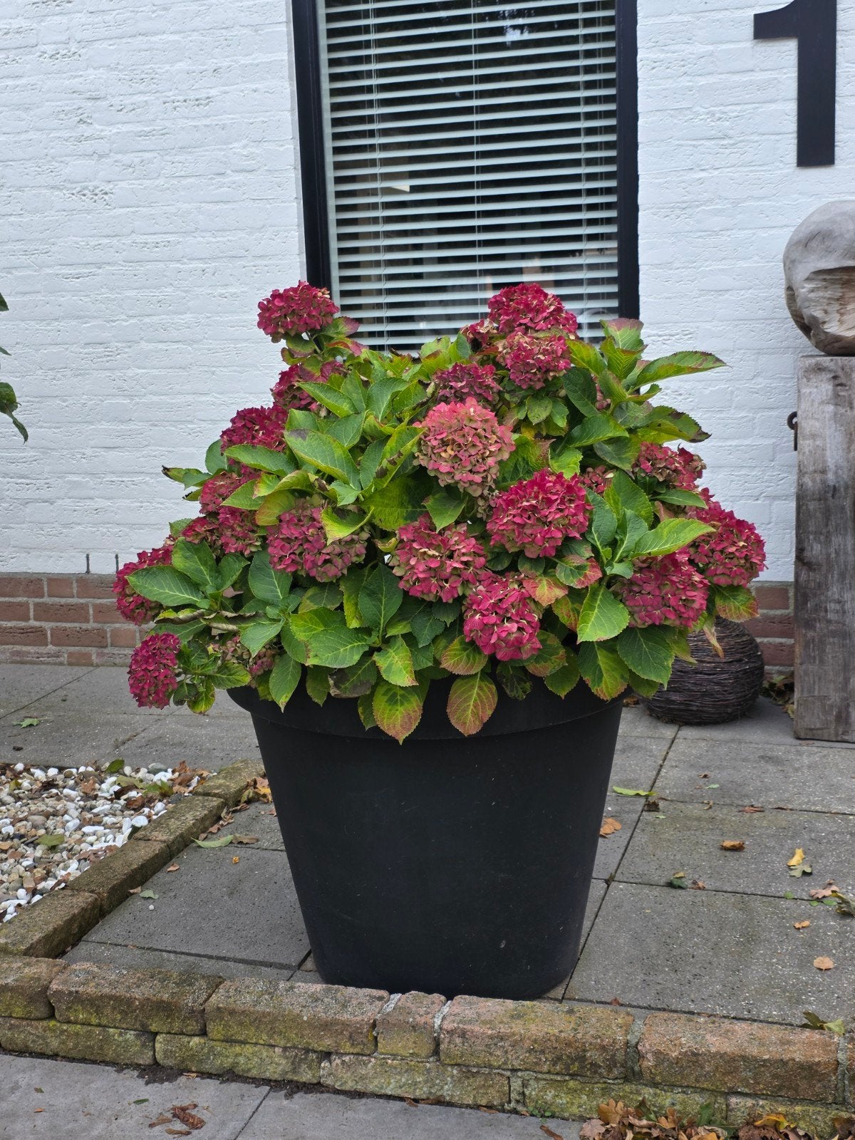 2 Grote Antraciet Kunststof Bloempotten met Hortensia's, Ophalen, Kunststof, Gebruikt, Rond