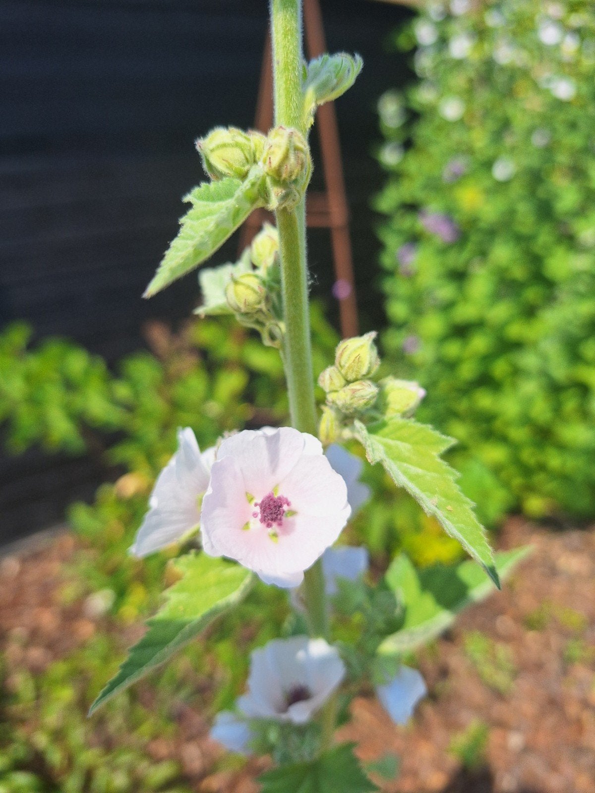 Althaea officinalis in 3 liter pot., Tuin en Terras, Planten | Tuinplanten, Ophalen, Overige soorten, Volle zon