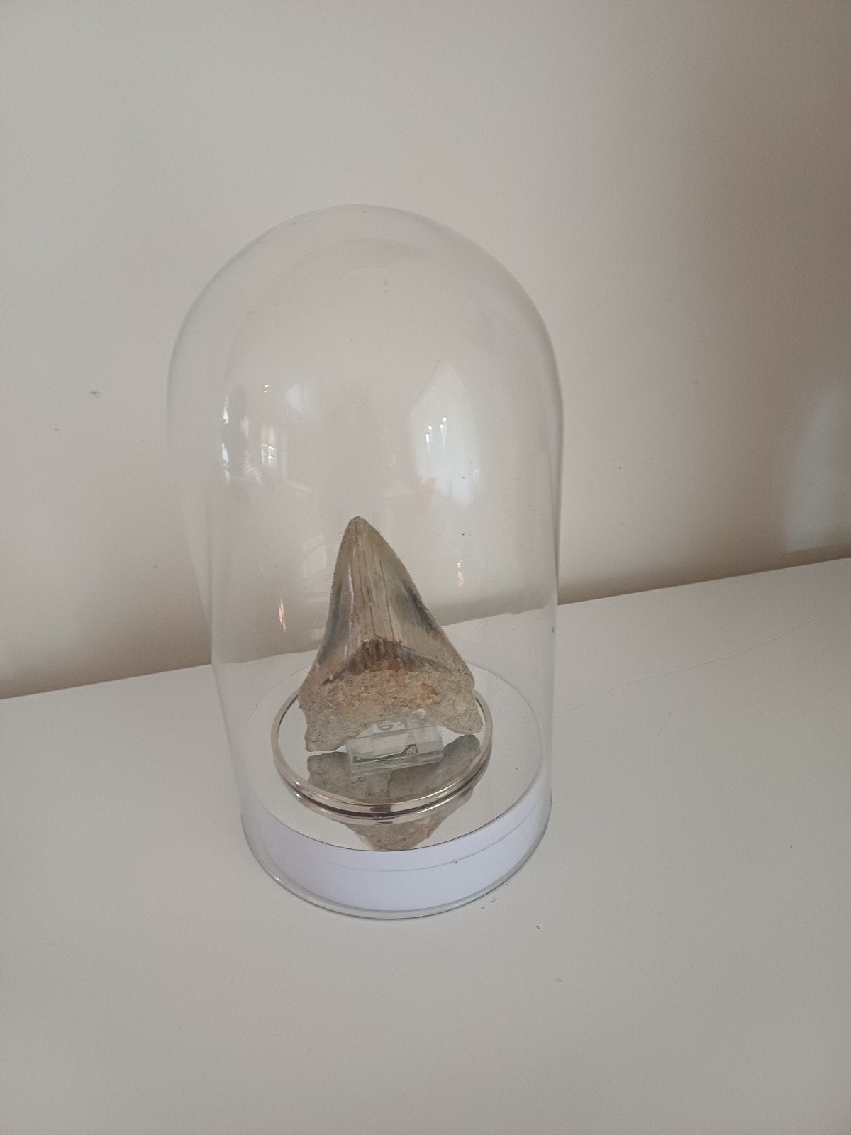 Groot fossiele haaientand in glazen stolp.goede kwaliteit, Verzamelen, Mineralen en Fossielen, Ophalen of Verzenden, Fossiel
