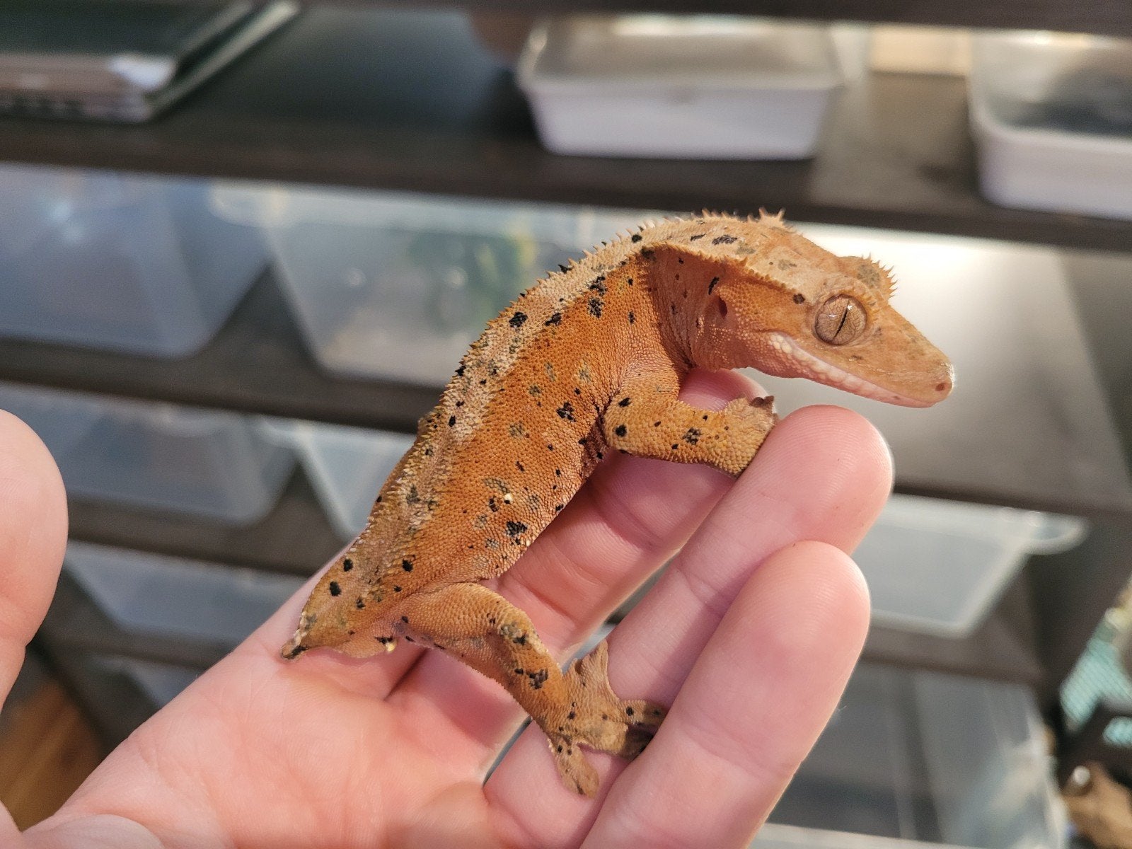 1.2 kweekgroep rode dalmatier wimpergekko's, Dieren en Toebehoren, Hagedis, 0 tot 2 jaar