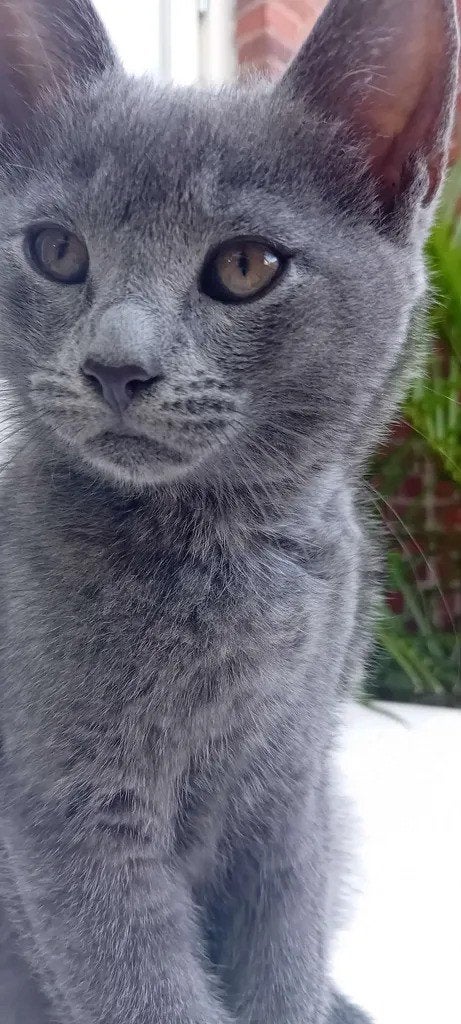 Blauwgrijze kitten 10week oud~ kater, Kater, Kortharig, 0 tot 2 jaar