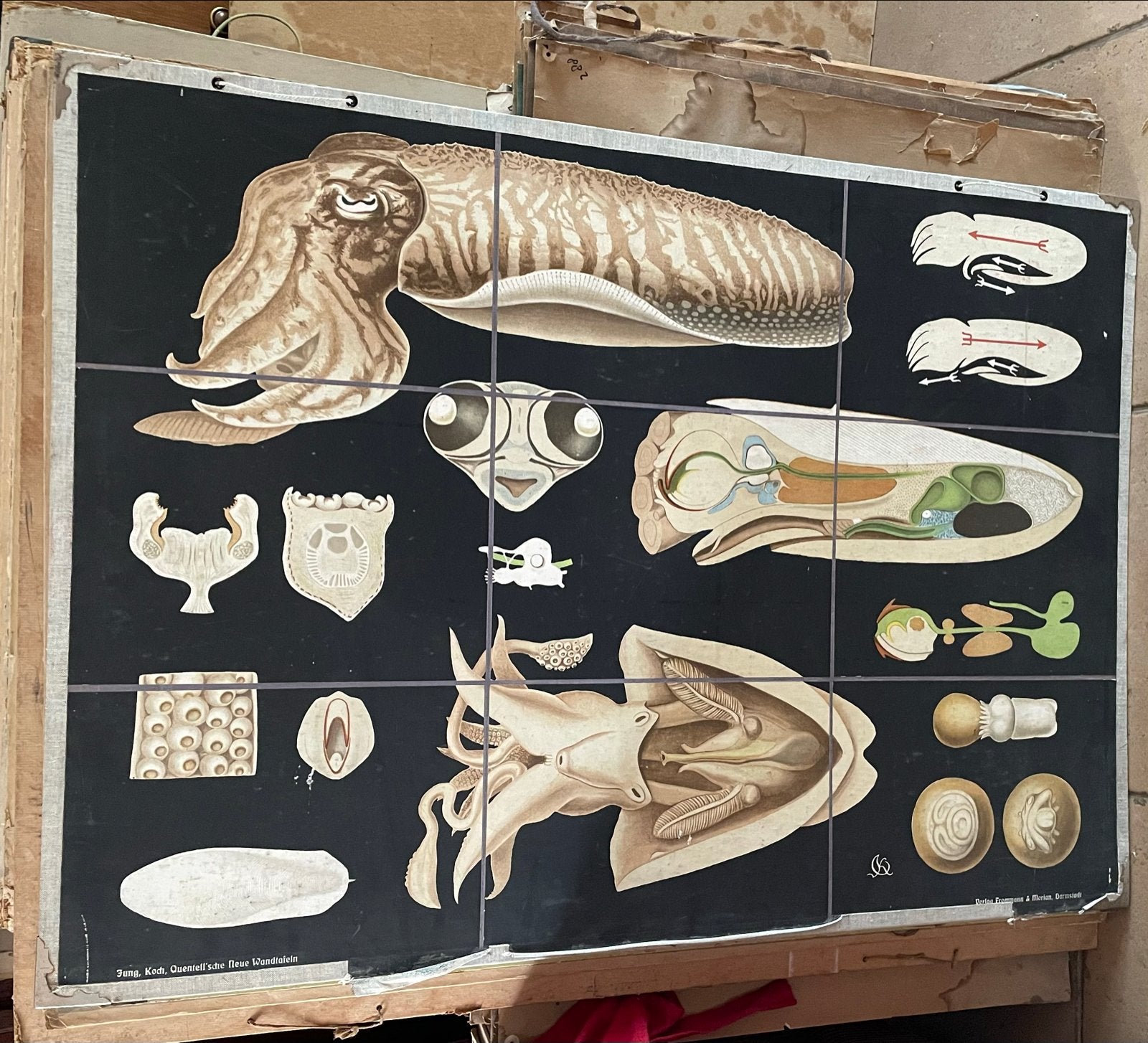 Diverse Oude Schoolplaten - Biologie, Natuur en meer, Antiek en Kunst, Antiek | Schoolplaten, Ophalen, Natuur en Biologie