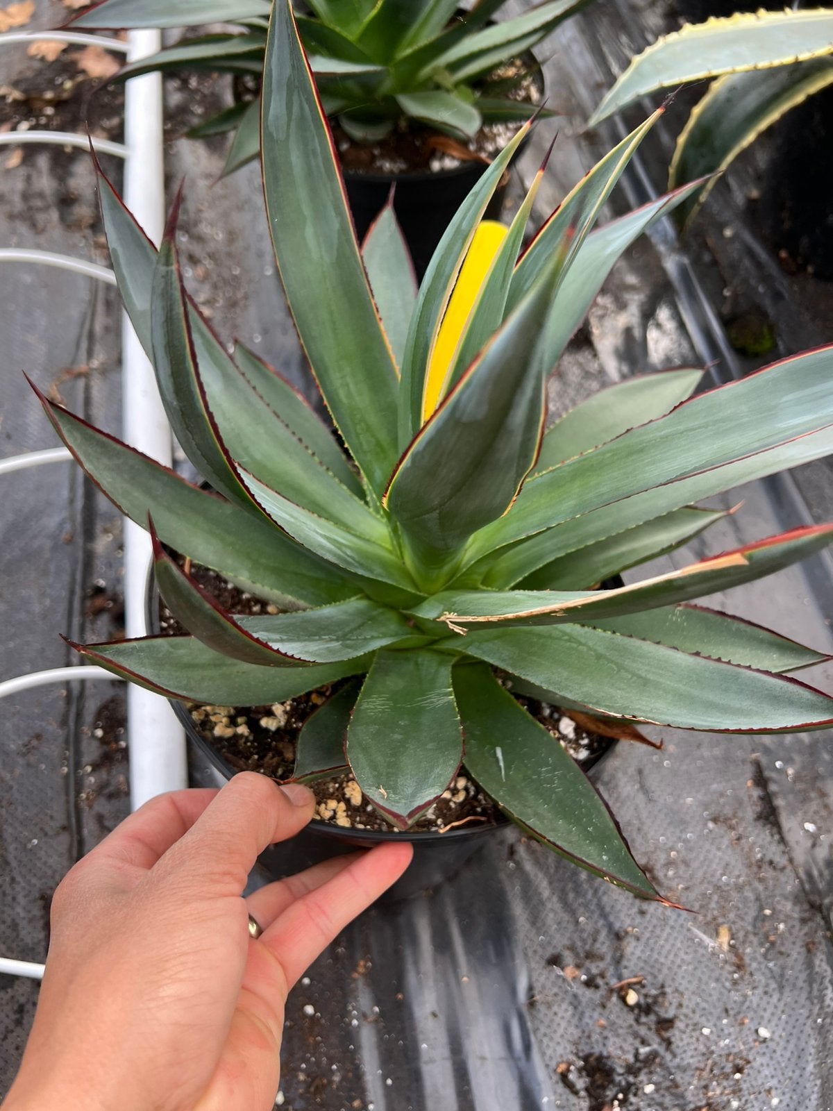 Agave shaka zulu pot19cm, Ophalen of Verzenden, Bloeit niet, Overige soorten, Volle zon