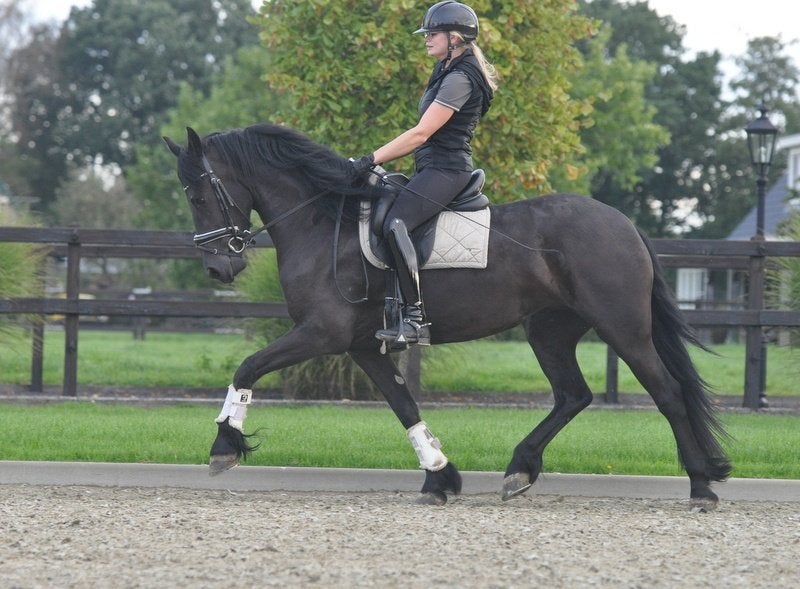 3 jarige brave friese merrie V.Auwert, Dieren en Toebehoren, Merrie, Dressuurpaard, 3 tot 6 jaar, 160 tot 165 cm