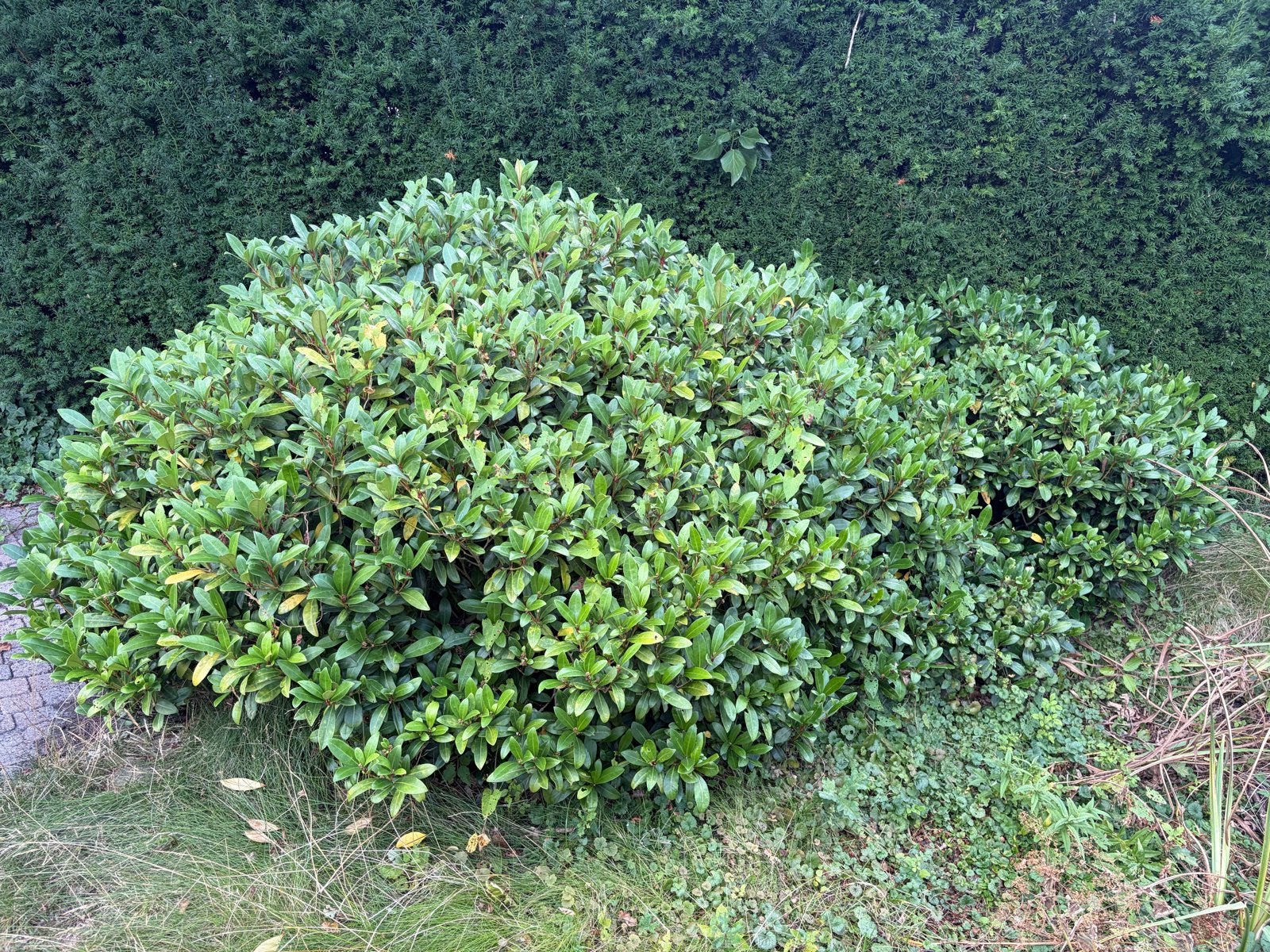 Grote skimmia , zelf uitgraven, Vaste plant, Bloeit niet, Halfschaduw, Ophalen