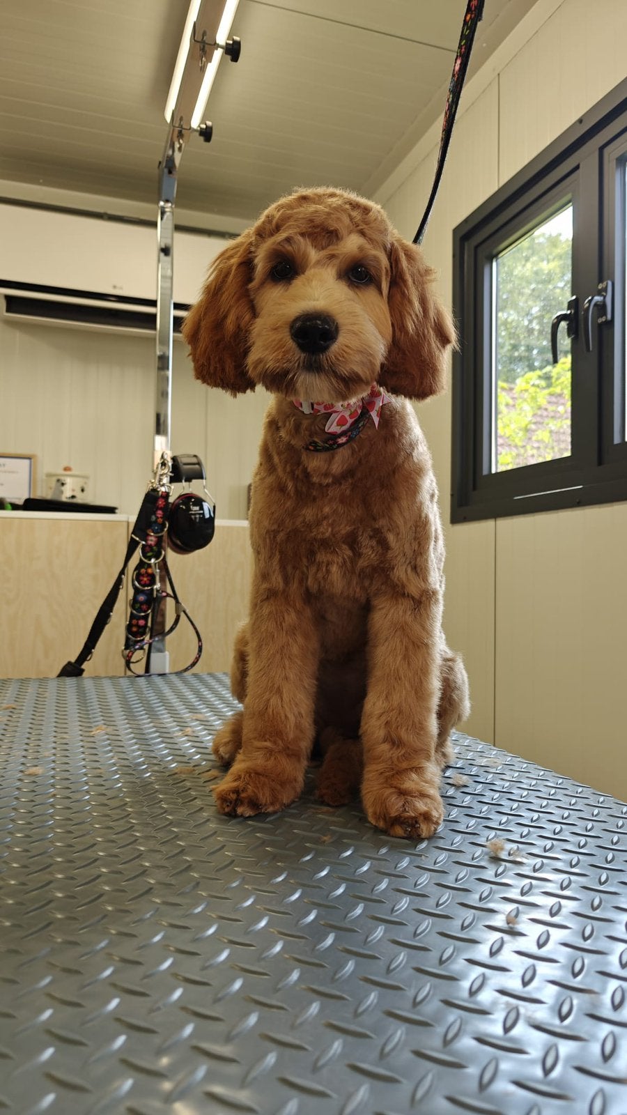 Prachtig Goldendoodle teefje F2 te koop, Dieren en Toebehoren, Honden | Niet-rashonden, Parvo, 15 weken tot 1 jaar, Teef, Eén hond