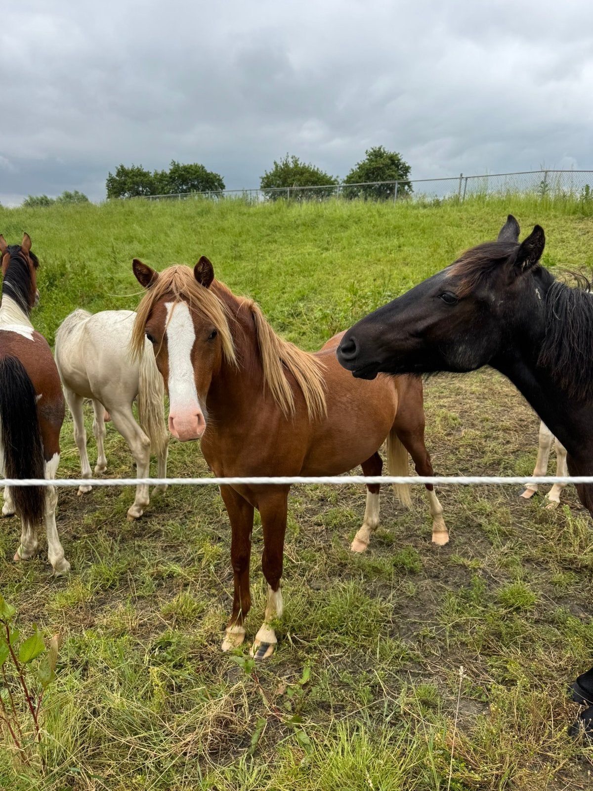 Meerdere ponys. Jong,oud,drachtig,project,merrie+veulen, Minder dan 160 cm, Met stamboom, Dressuurpaard, 3 tot 6 jaar