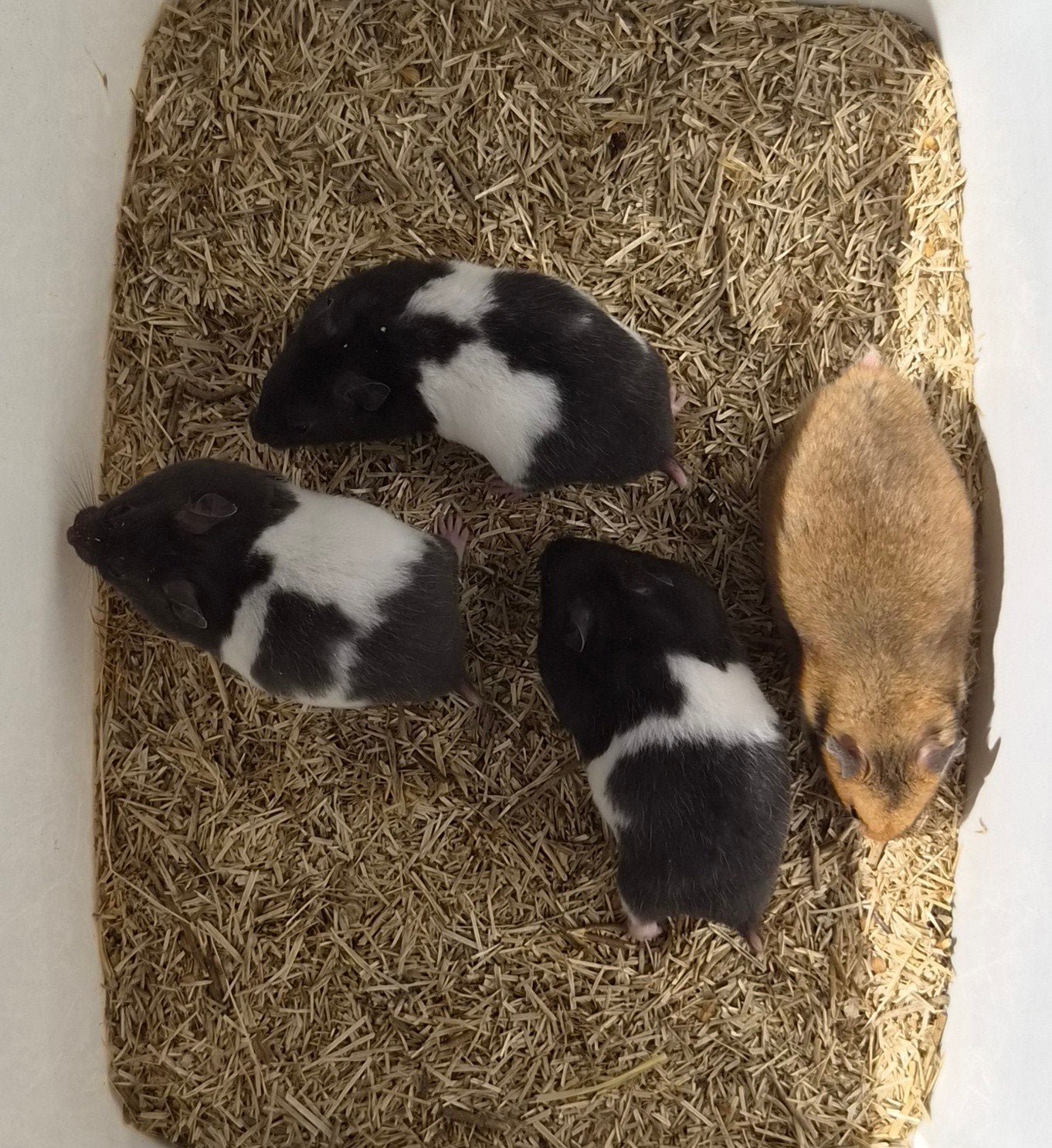 Syrische hamsters (goudhamsters) jong verschillende kleuren, Dieren en Toebehoren, Knaagdieren, Hamster, Juni, Meerdere dieren