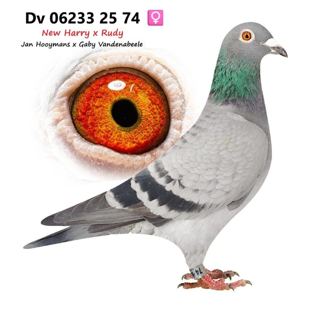 Jan Hooymans -New Harry- Gaby Vandenabeele  duivin, Dieren en Toebehoren, Vrouwelijk, Postduif