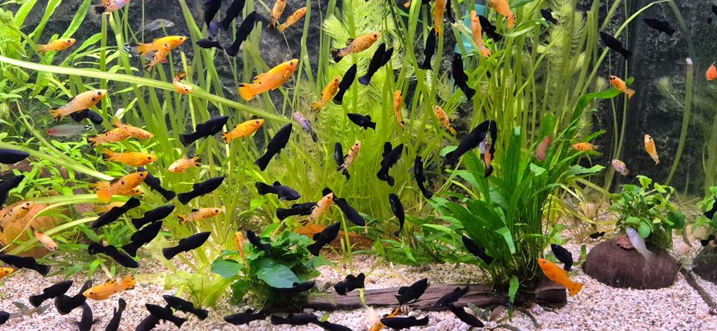 Black/gold mollies, Dieren en Toebehoren, Vissen | Aquariumvissen, Vis