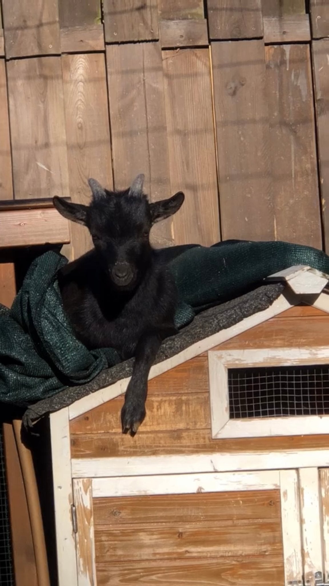 Jonge Dwerggeit bokje, Dieren en Toebehoren, Mannelijk, Geit, 0 tot 2 jaar