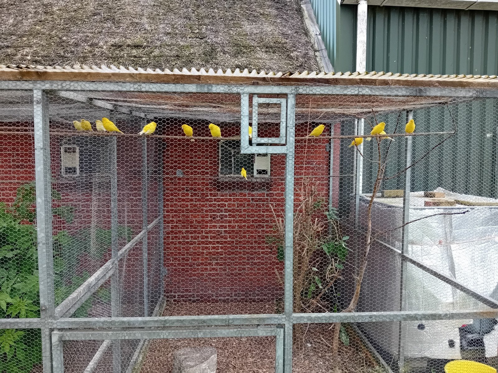 Te Koop: 15 gele kanaries, Dieren en Toebehoren, Meerdere dieren, Kleurkanarie