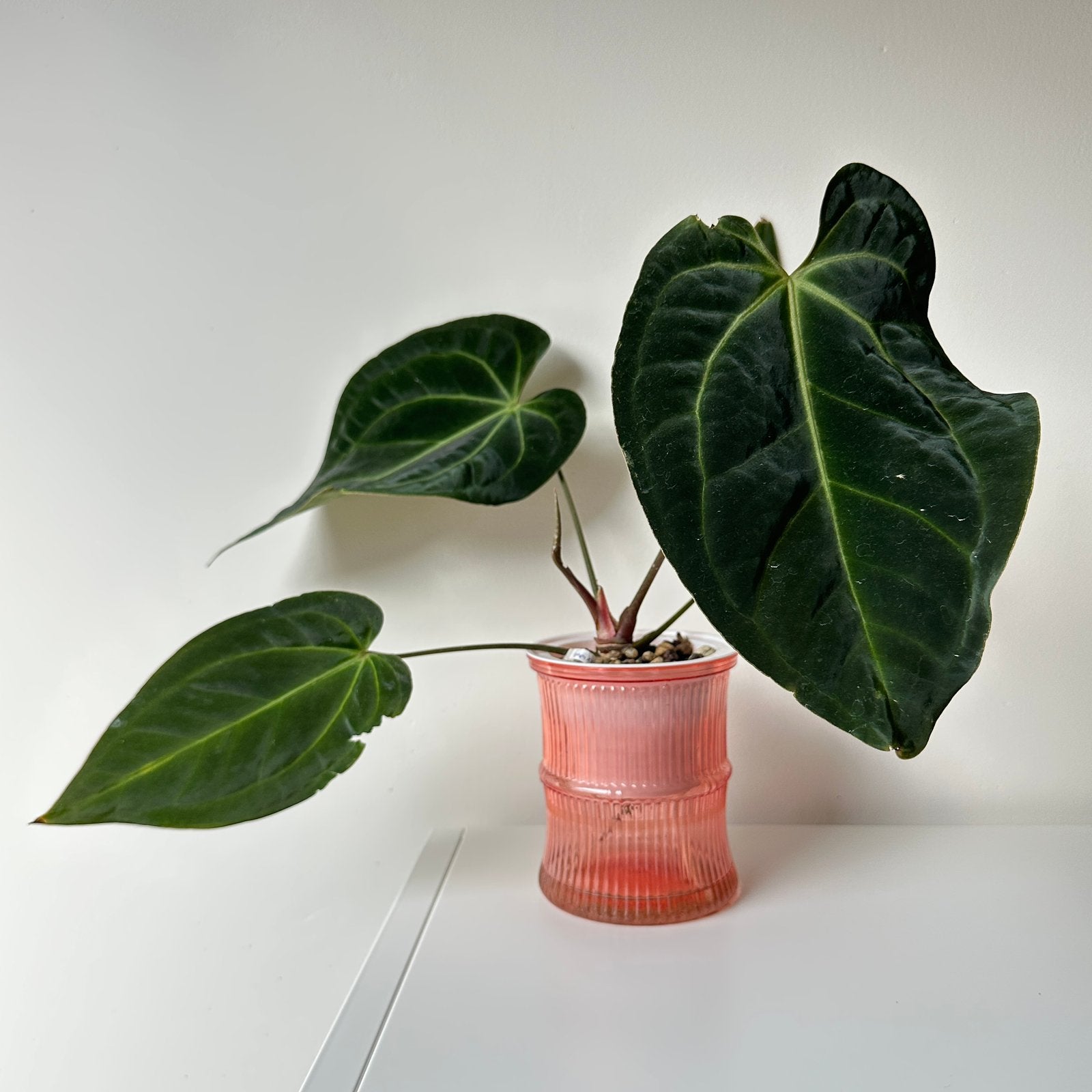 Anthurium papillilaminumXcrystallinum x besseae aff (3), Huis en Inrichting, Kamerplanten, Ophalen of Verzenden, Halfschaduw, Minder dan 100 cm