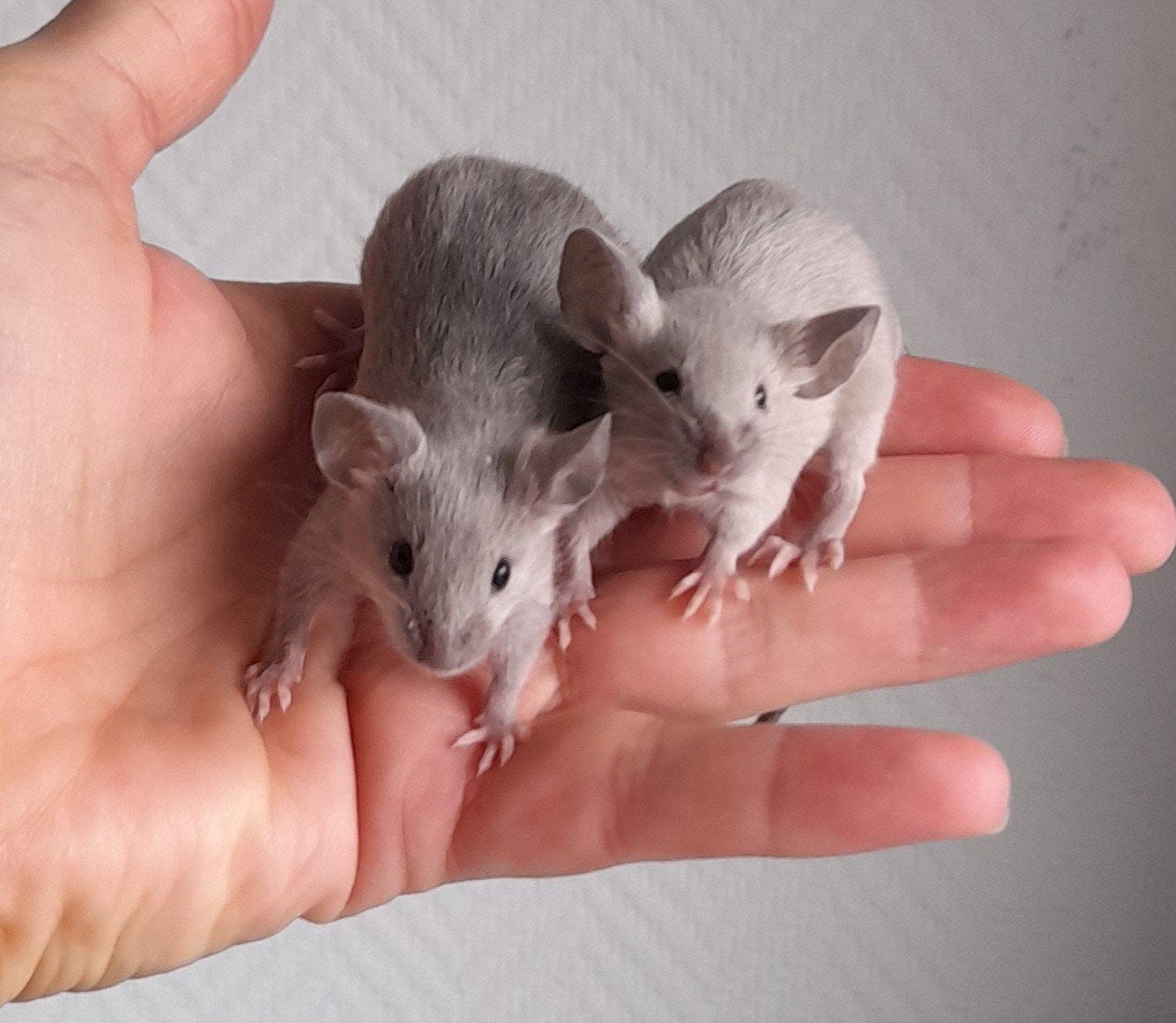 leuke kleurmuisjes, September, Meerdere dieren, Tam