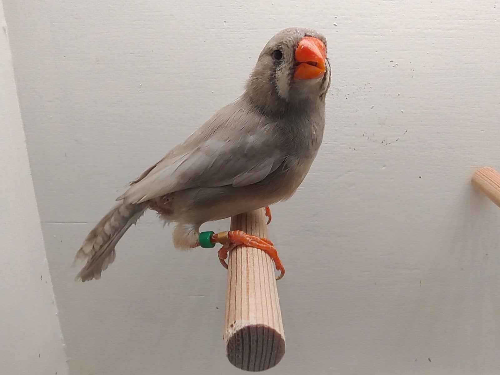 Zebravink pastel grijs pop/vrouwtje 2026, Dieren en Toebehoren, Vrouwelijk, Geringd
