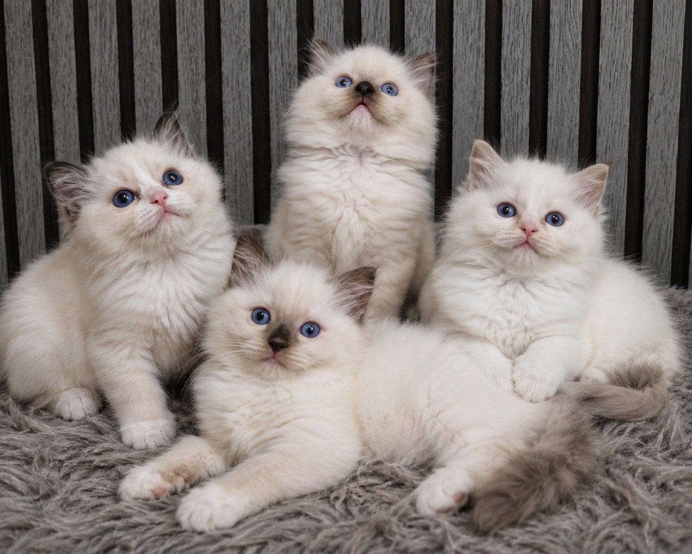Prachtige Ragdoll kittens stamboom, Meerdere dieren, Ontwormd