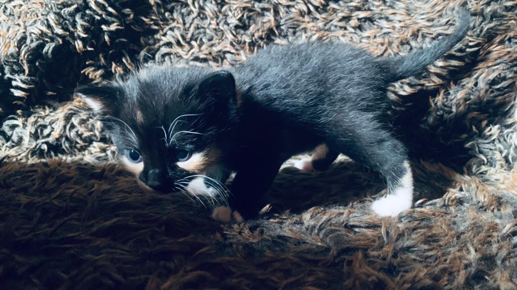 Leuke jonge poesjes te koop, Dieren en Toebehoren, Poes, 0 tot 2 jaar