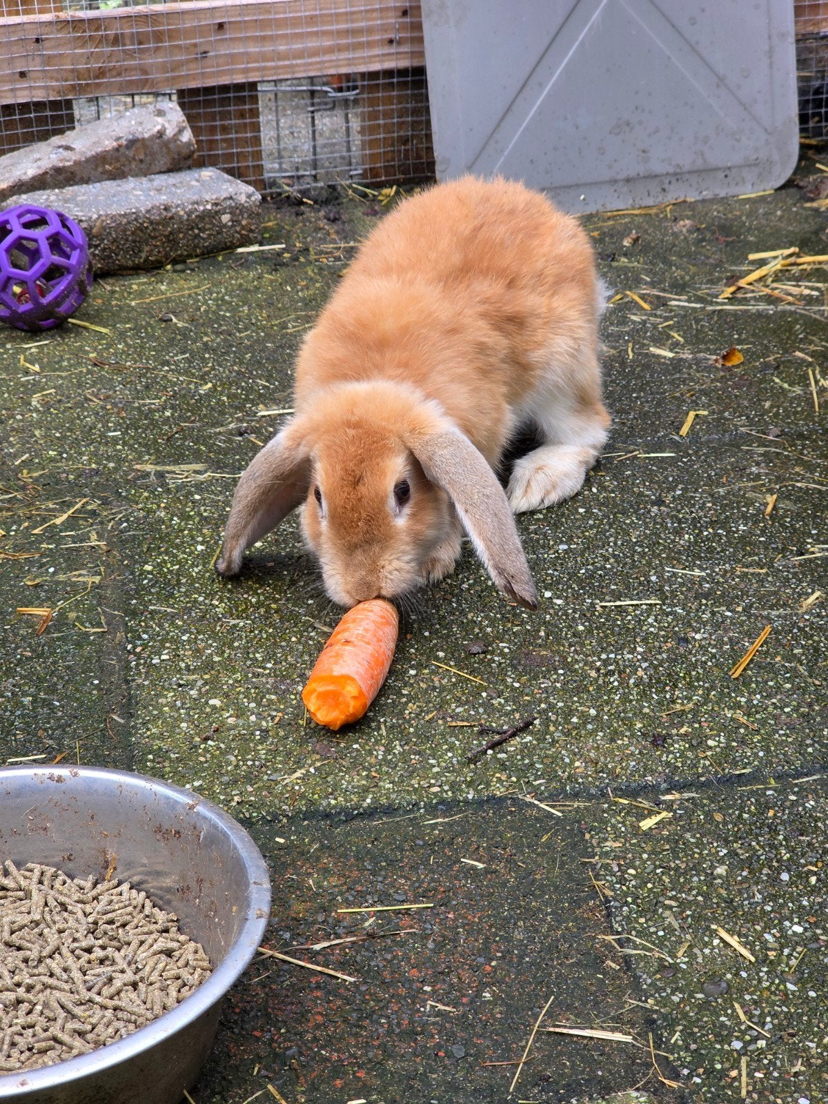 Mooie ram beschikbaar, Mannelijk, Middelgroot, Hangoor, 0 tot 2 jaar