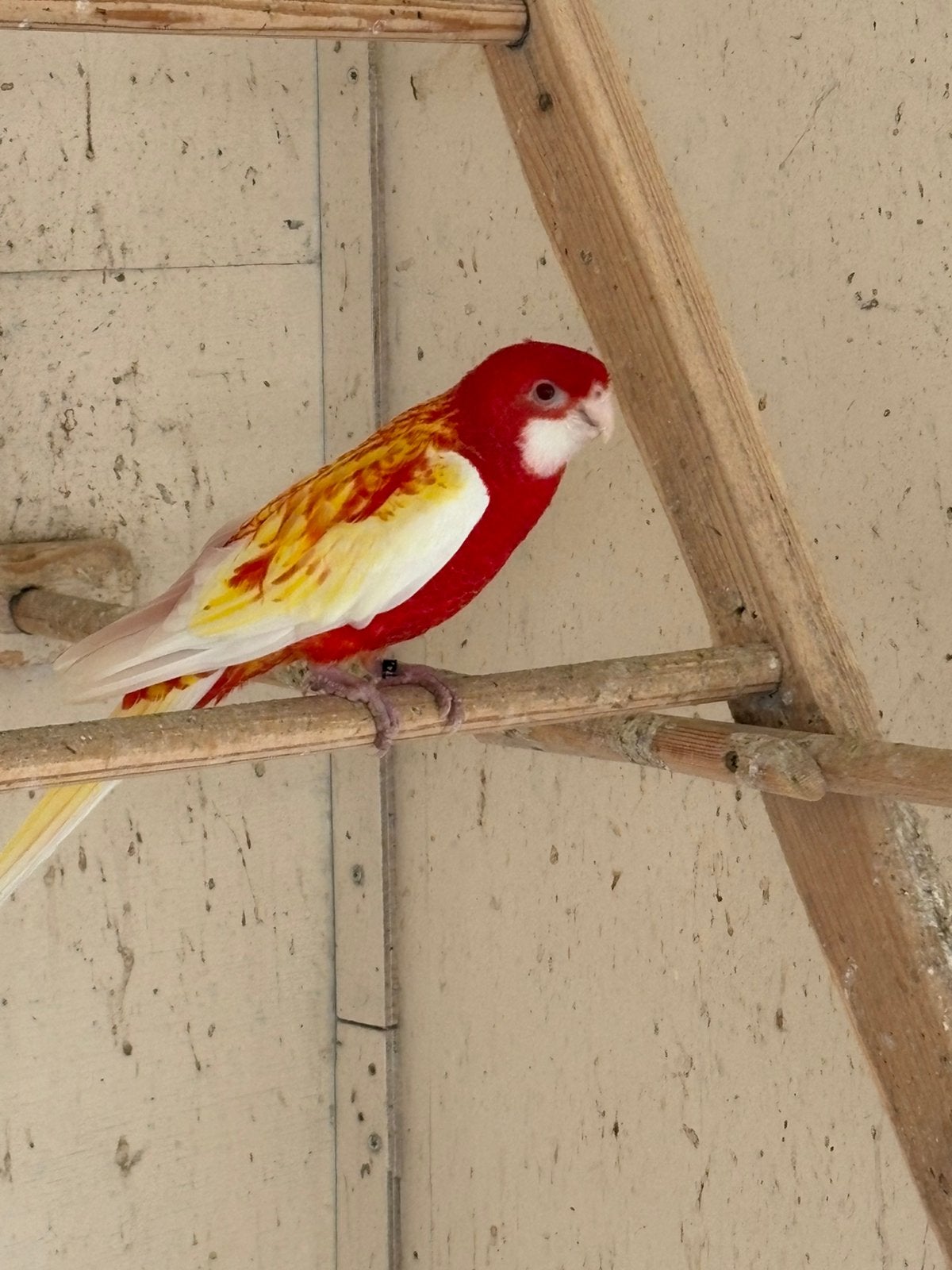 Rubino Rossela,s, Meerdere dieren, Parkiet, Geringd