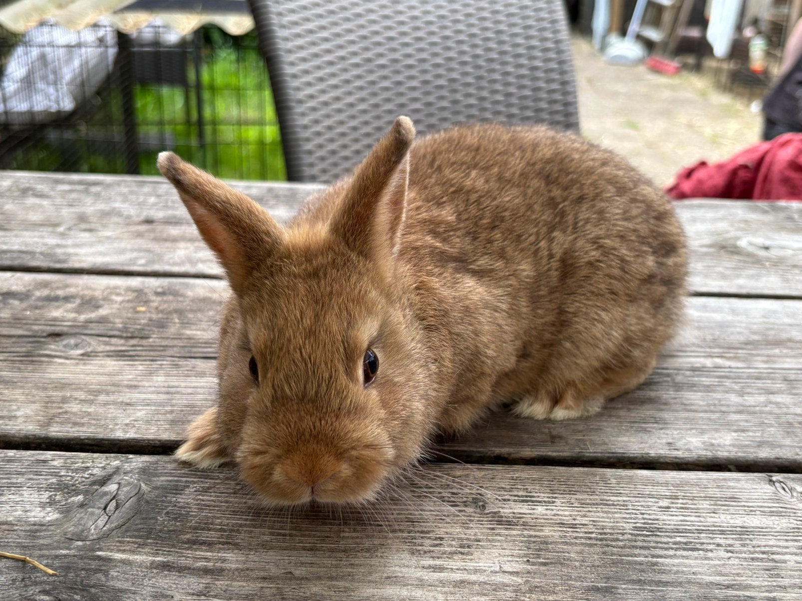 ram dwergkonijn, Dieren en Toebehoren, Konijnen, Meerdere dieren, Dwerg