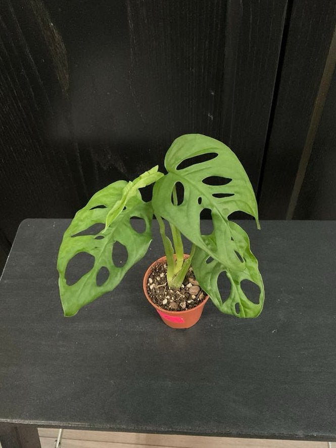 Monstera adasonii stekje 5, Ophalen, Overige soorten, Halfschaduw, Minder dan 100 cm
