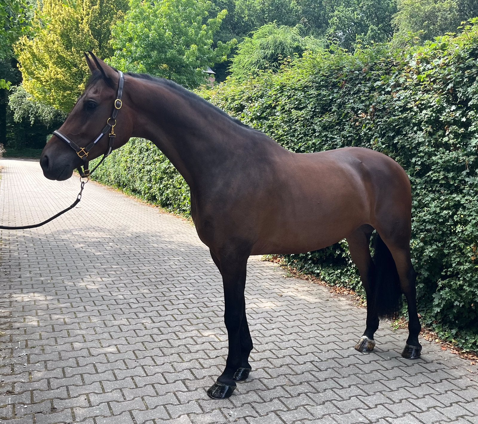 Mooie bruine ruin aangespannen menpaard, Dieren en Toebehoren, Paarden, Met stamboom, Ruin, 3 tot 6 jaar, L
