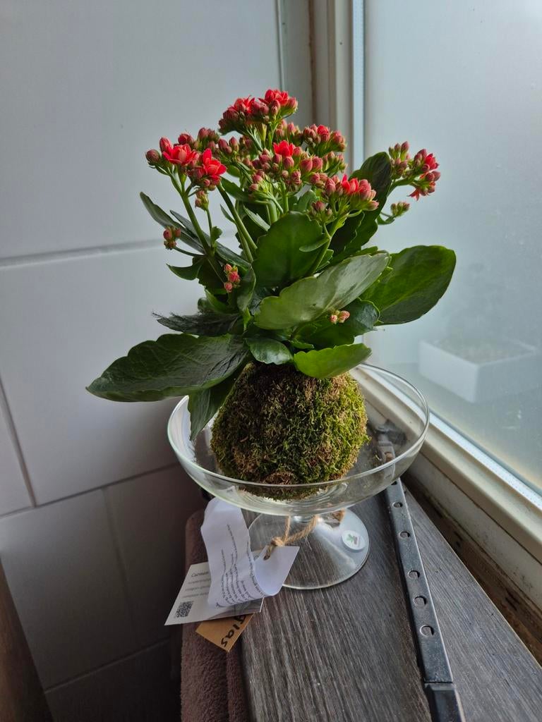 Kalanchoë mosbol met glas, Huis en Inrichting, Kamerplanten, Overige soorten, Ophalen of Verzenden, Minder dan 100 cm, Bloeiende kamerplant