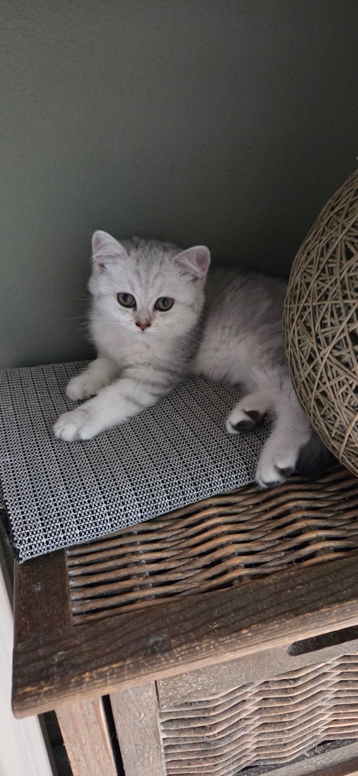 Mooie sociale 100% britse korthaar kittens, Poes, Gechipt, 0 tot 2 jaar