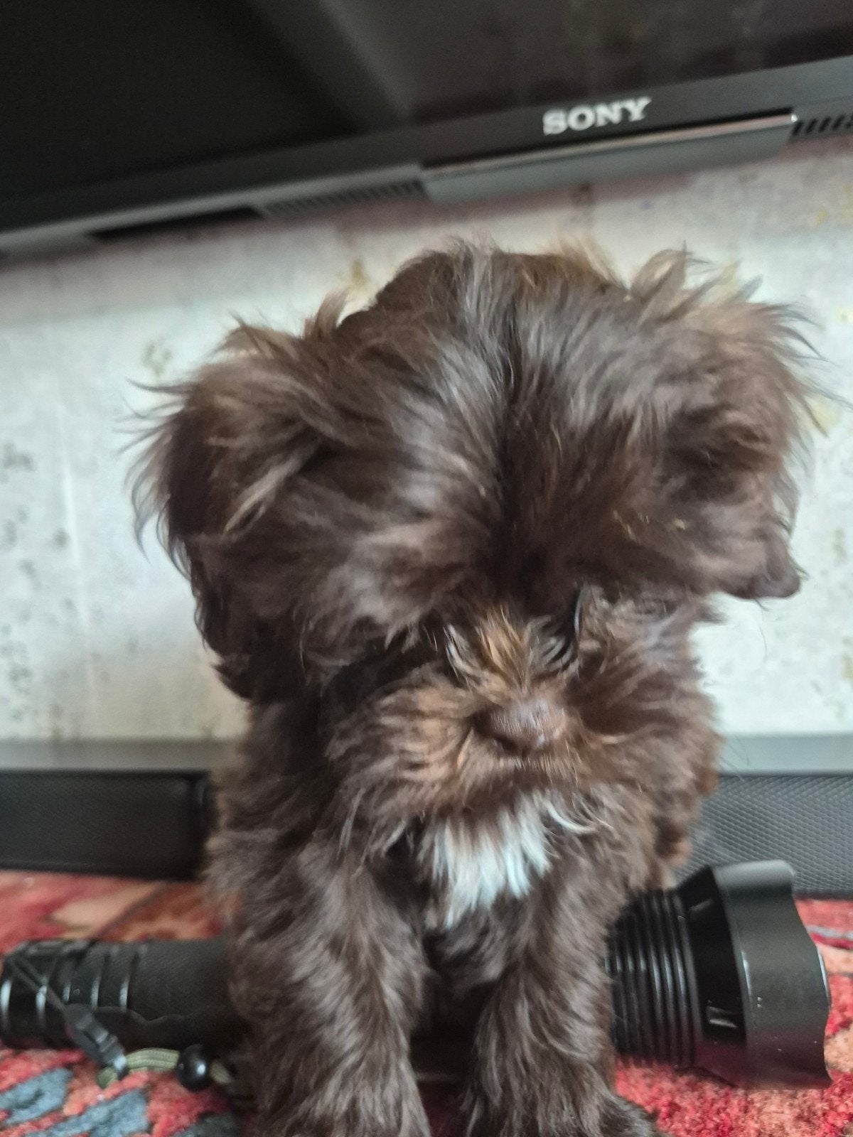 2 puppi's Reutje Boomer/ Maltipo, 8 tot 15 weken, Meerdere dieren, Eén hond, Klein