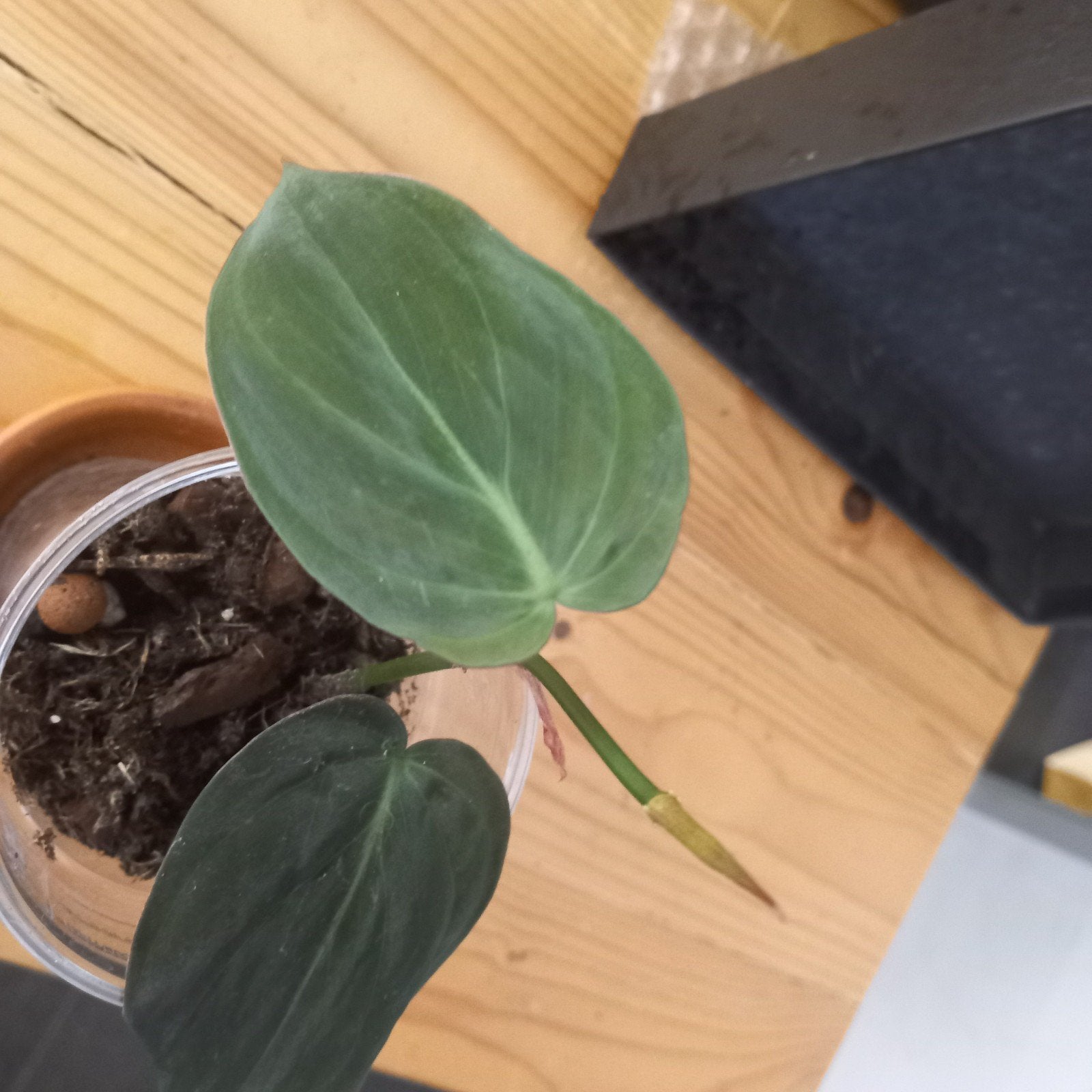 Philodendron scandens micans stek nr 43, Huis en Inrichting, Kamerplanten, Ophalen of Verzenden, Halfschaduw, Minder dan 100 cm