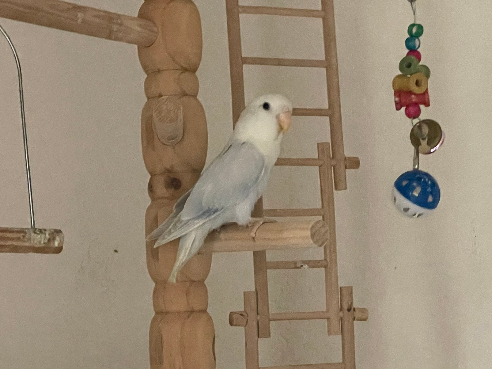 Prachtige Hand Tamme Lieve Agapornis Dwergpapegaai Lovebird, Dieren en Toebehoren, Vogels | Parkieten en Papegaaien, Dwergpapegaai of Agapornis