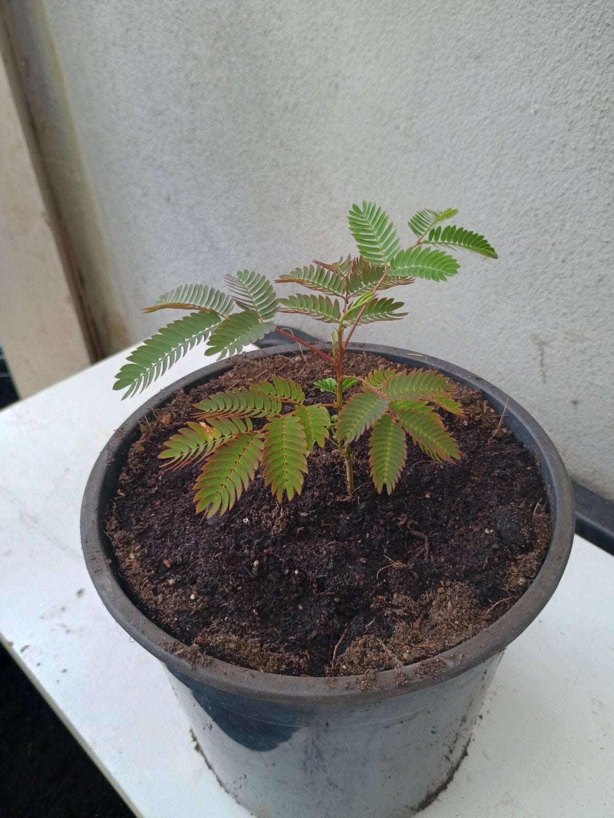 Te koop diverse jonge albizia planten, Perzische slaap Boom, Ophalen, Overige soorten, Volle zon